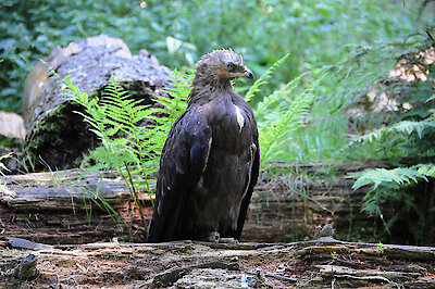 Nationalpark Bayerischer Wlad